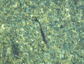 The Niukluk water is extremely clear, and you can often sight fish for grayling.